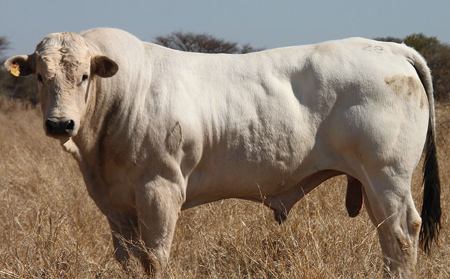 Chianina Cattle Breed Farmers Weekly 4720