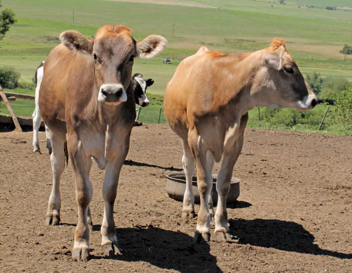 feeding-replacement-dairy-heifers-up-to-first-calving