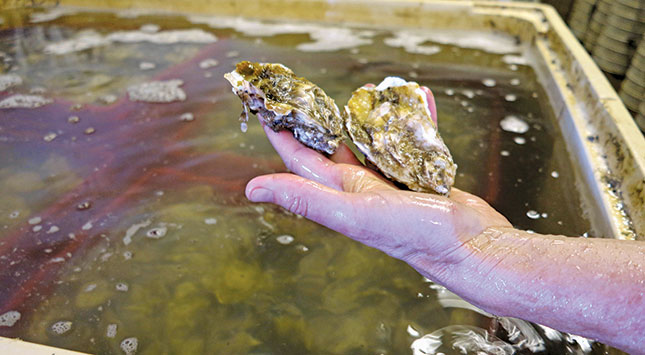 Oyster farming in Saldanha Bay | Farmer's Weekly