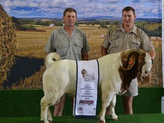 Bosveld Boer Goat Sale | Farmer's Weekly