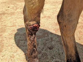 Help! My Horse's Wound is Near a Joint – The Horse