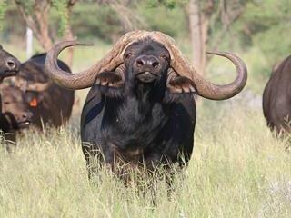 fusion lokal krænkelse Buffalo bull sold for R168 million | Farmer's Weekly
