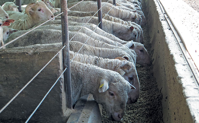 feedlot-sheep-farmer-s-weekly