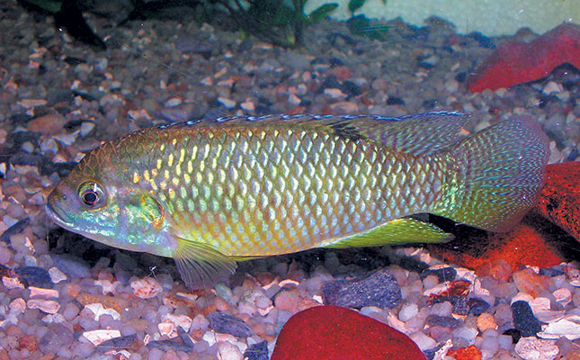 ornamental fish culture