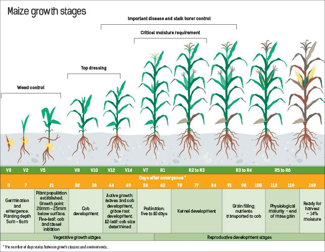 maize-growth-stage-farmer-s-weekly