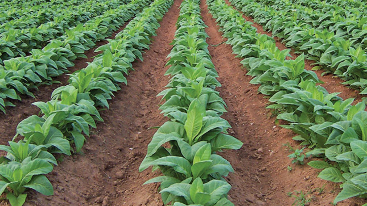 Zimbabwe Looks To Energy Efficient Tobacco Curing Method