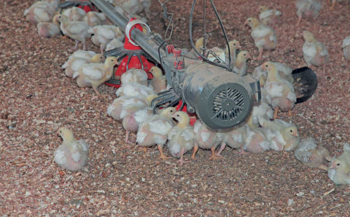 How To Succeed With Small Scale Chicken Farming