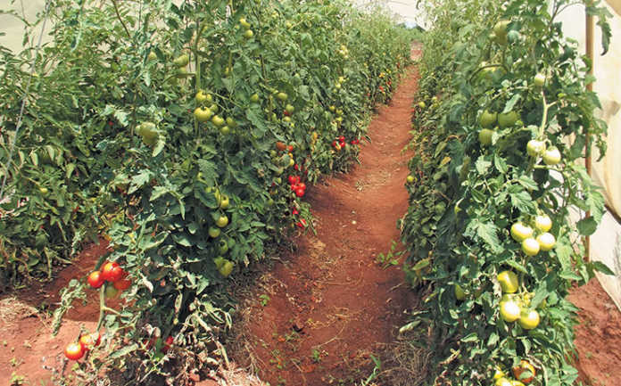 Tomato Harvesting Machine Do your homework before starting tomato production