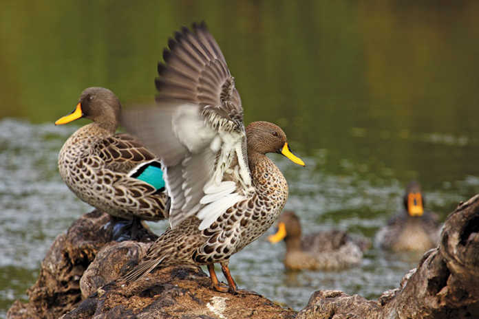 Bird flu china