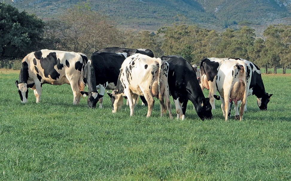 dairy-farming-in-south-africa-breeds-how-to-start