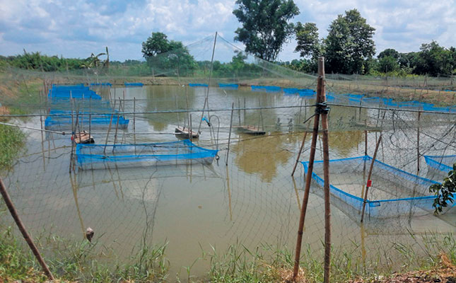 Theft ruining the hopes of aquaculture in Africa
