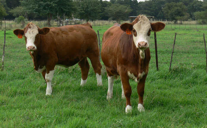 Small Simmentaler stud takes on the country’s best