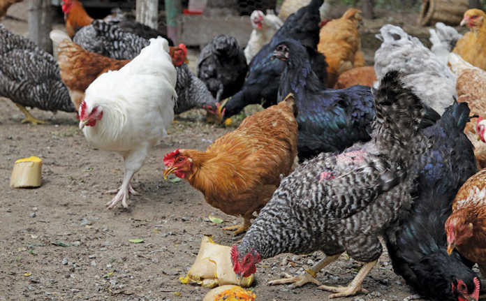 Free Range Chickens Part Time Farmers Success On Rented Land