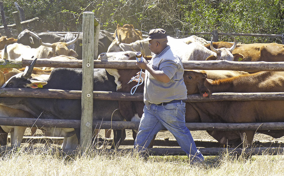 Beef Farming As Part Of A Broader Business