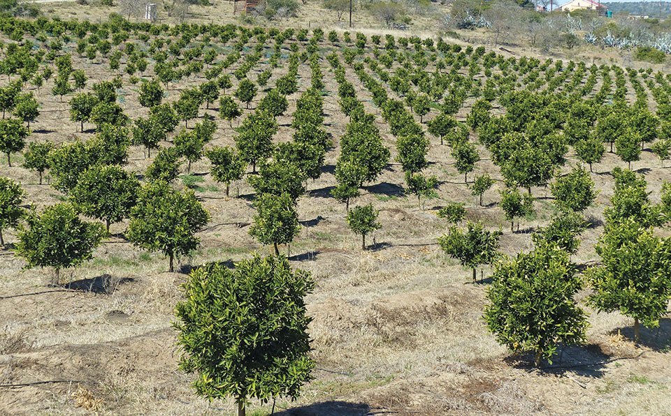 Farming tree