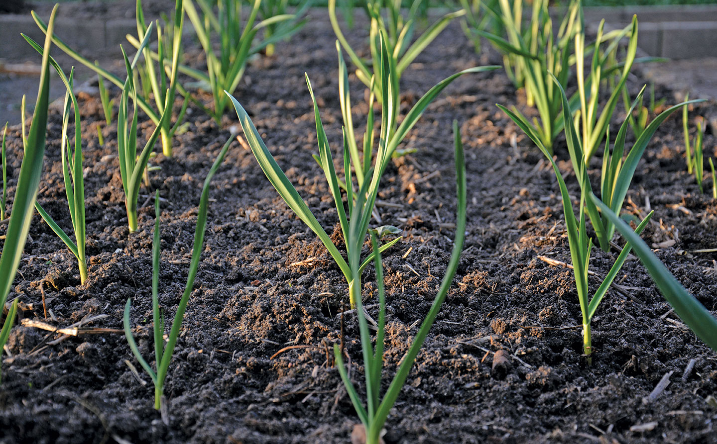 Garlic-crop-getty | Farmer's Weekly