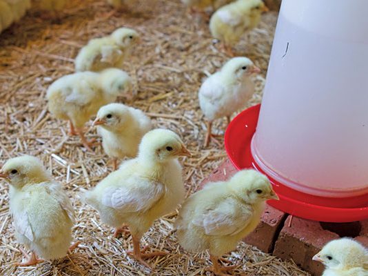 Poultry Farming How To Farmers Weekly - 