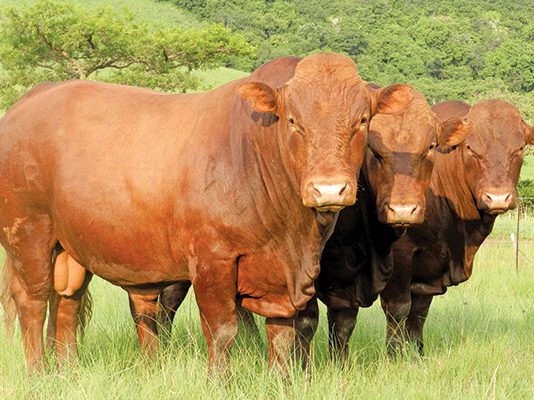 Beef Cattle | Cattle Farming South Africa | Farmer's Weekly