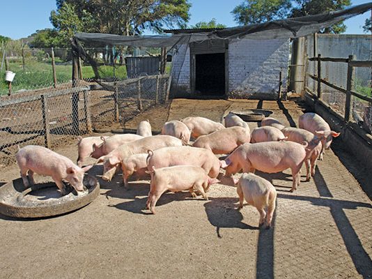 farm-piglets-for-sale-near-me-see-more