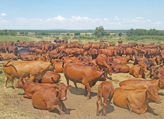 Beef Cattle | Cattle Farming South Africa | Farmer's Weekly