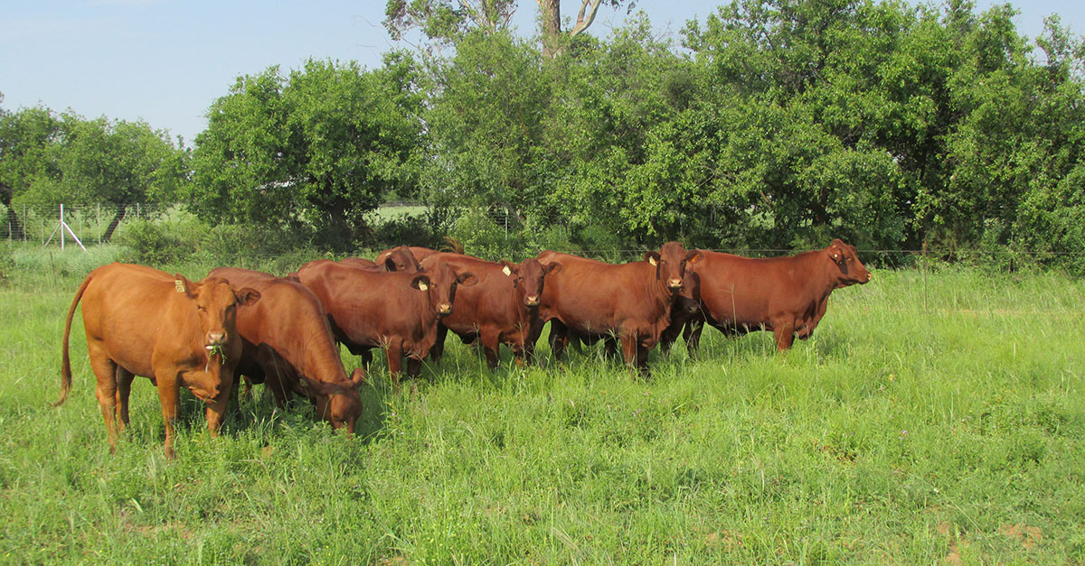 Decline in stock theft prevents R100 million in losses