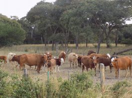 Agriculture & Farming News | Farmer's Weekly