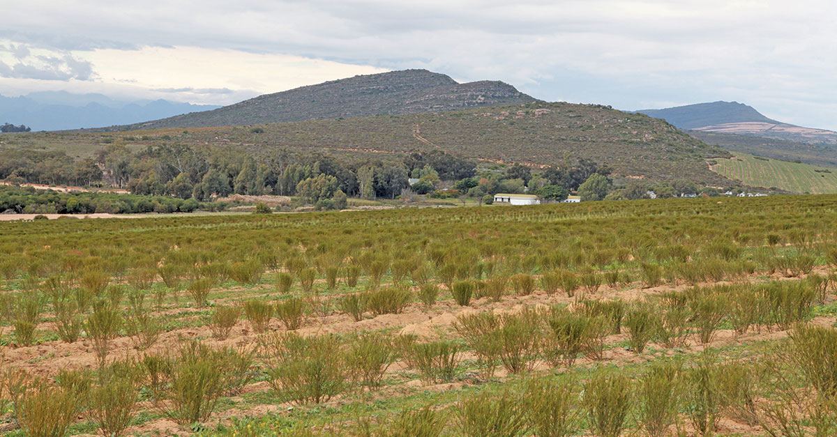 Unique regional status can unlock value for rooibos industry