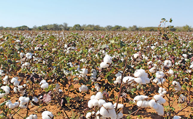 Cotton boost: Farmers welcome new producer price