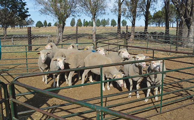 How intensive sheep farmers can improve traceability and profit