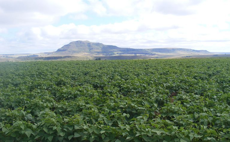 Higher maize yield boosts production figures