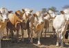 Beef Cattle | Dairy Cattle | Farmer's Weekly