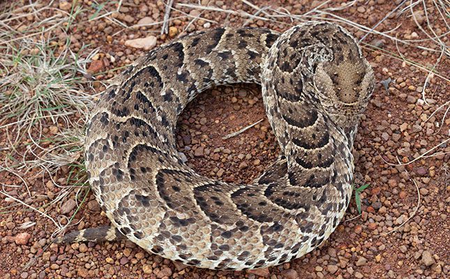 How to become a snake catcher in South Africa? - African Snakebite Institute