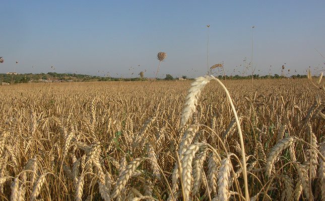 Why is the wheat worth nonetheless quite low?