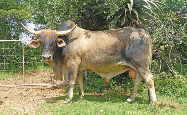 From a DJ to a successful farmer in the Eastern Cape