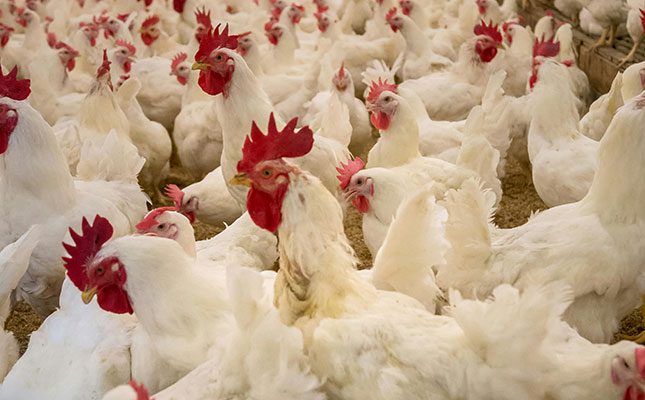 US farm culls 1,8 million chickens after bird flu outbreak