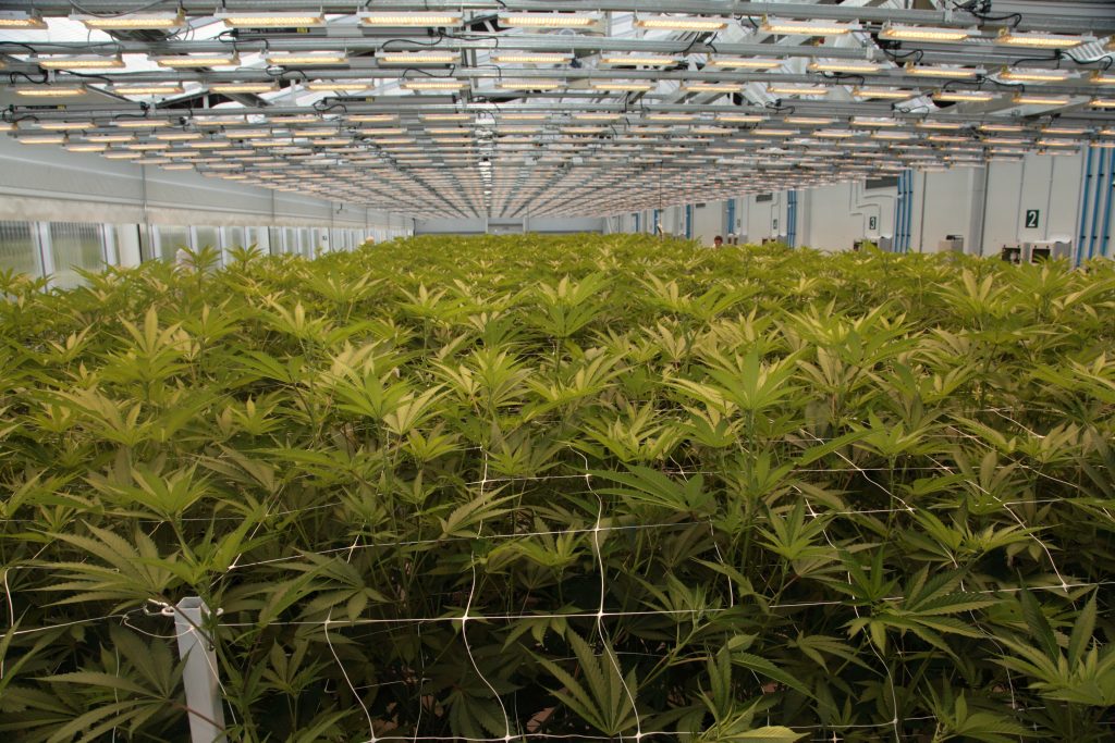 Solutions to common cannabis cultivation challenges