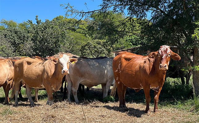 The winning formula behind Zimbabwe’s most fertile stud