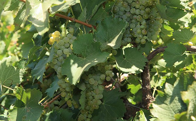 Promising outlook for 2025 wine grape harvest