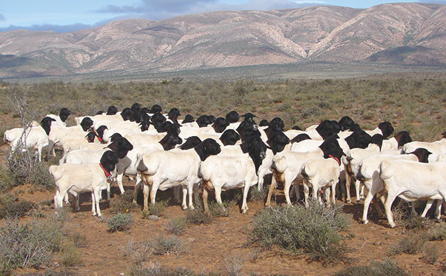 Ramaphosa Cows Price - Beef cattle - Wikipedia / That was what president cyril ramaphosa said about the embattled power utility during his state of the nation address on.