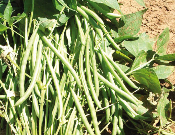 History of the green bean crop