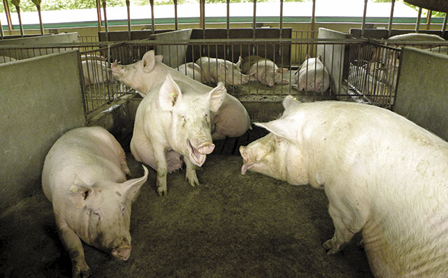 How a piggery improved pig welfare | Farmer's Weekly