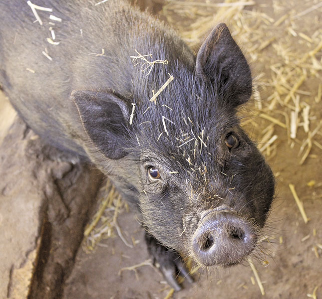 Pigs as pets: Breeding teacup pigs | Farmer's Weekly