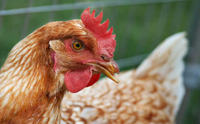 Download Expert advice on feeding layer hens