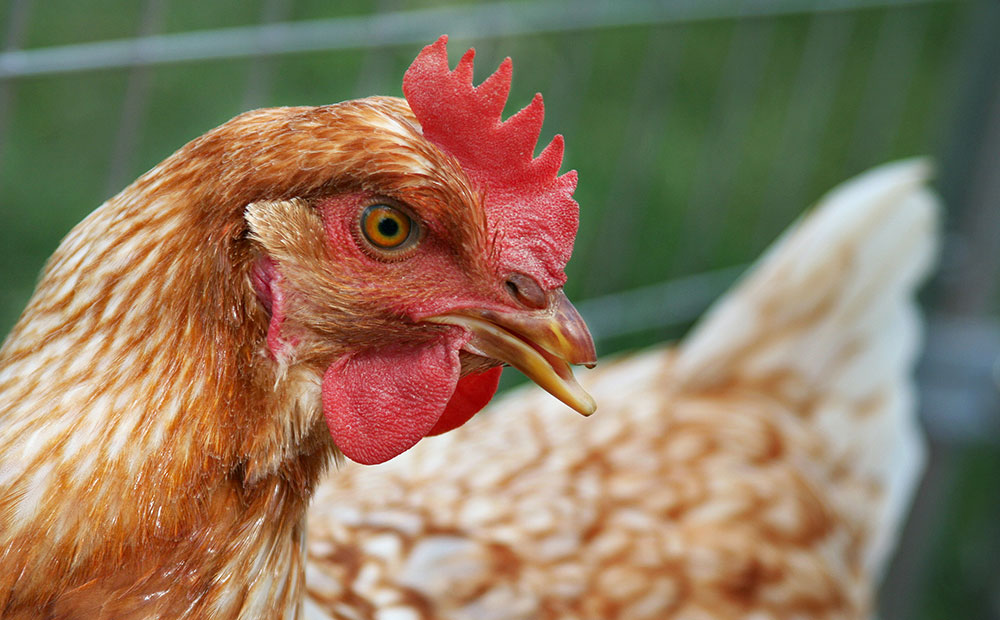 Download Expert advice on feeding layer hens