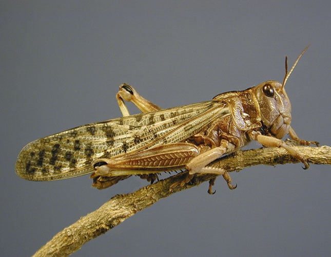 A new look at locust control | Farmer's Weekly
