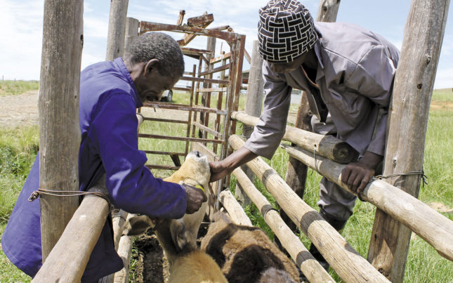 Vaccinate your livestock! | Farmer's Weekly