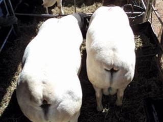 dorper lambs growth compensatory