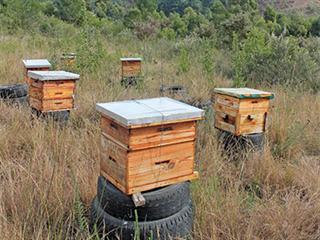 Bee farming in Friemersheim | Farmer's Weekly