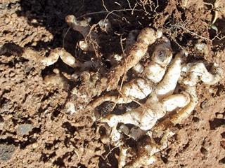 Combating clubroot in cabbage | Farmer's Weekly