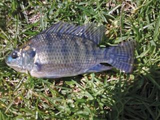 Know your tilapia species | Farmer's Weekly